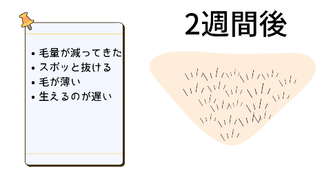 2週間後